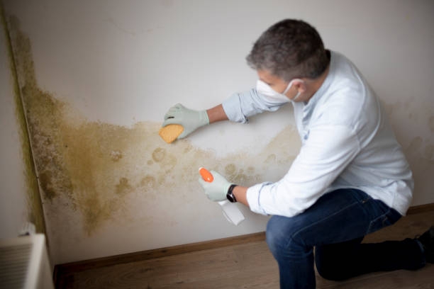 Best Forensic Mold Investigation  in Cottageville, SC