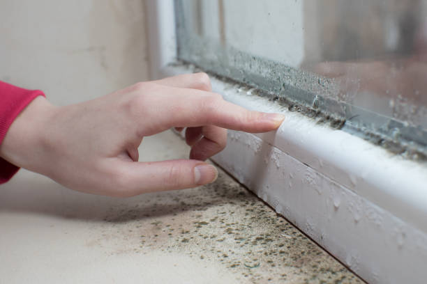 Asbestos and Lead Testing During Mold Inspection in Cottageville, SC